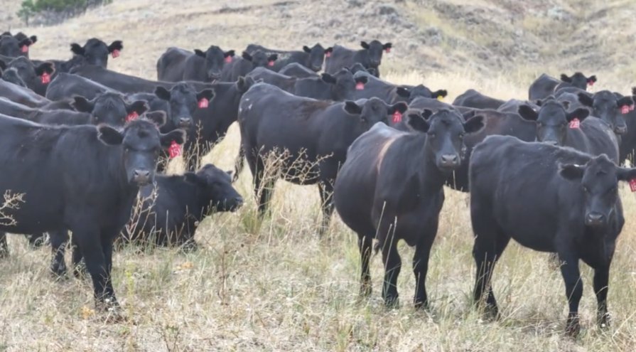 100 Head Of Black and Black Baldy Bred Heifers- BH917A5
